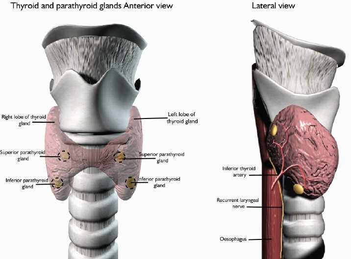 rcsi-drawing-thyroid-and-parathyroid-glands-and-vasculature-anterior